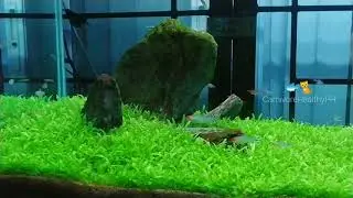 Congo Tetra my centerpiece schooling fish