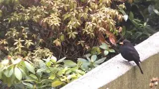 Vögel im Winter 7 2 2017!