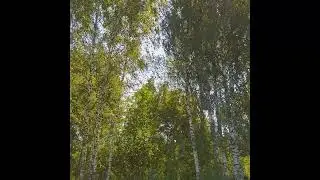 МАТУШКА ЗЕМЛЯ. клип о РОССИИ. Наше РОДНОЕ #shorts #матушказемля #music