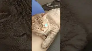 Кошка превратилась в статую 😰