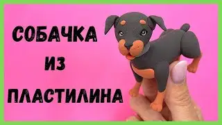Как слепить собаку из пластилина - лепим Ротвейлера
