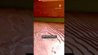 Будинок зі старих зерносховищ #shorts #елеватор #зерносховище