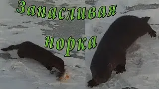 Запасливая норка