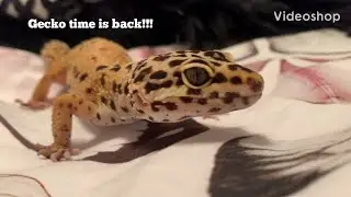 Gecko Time Is Back People!!!