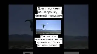 Муравей в соло #мем #shorts