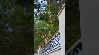 ❗СТРЕКОЧУТ ЦИКАДЫ В ДИВНОМОРСКОЕ 2021 ❗