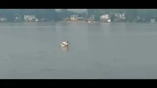 Пеликаны лето проводят в Канаде.
