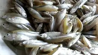 মলা মাছ কাঁটার সহজ পদ্ধতি | Mola Mach Kata | Bangladeshi Mola Fish Recipe l Fish Cutting