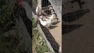 Молодые петушки и свёкла! #петухи #chicken #chick #сентябрь