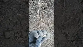 золотое кольцо.коп..