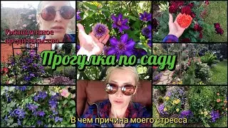 Причины моего стресса. Прогулка по саду.