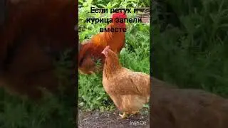 ЕСЛИ ПЕТУХ И КУРИЦА ЗАПЕЛИ ВМЕСТЕ.  ВЕДЬМИНА ИЗБА ▶️ ИНГА ХОСРОЕВА
