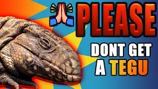 TEGUS ARE NOT FOR YOU! 5 Reasons NOT To Get A Tegu