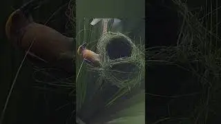 The Master Weavers of the Wild 🌾🐦 🏡🕊️ 