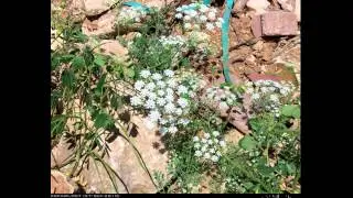 АММИ  /AMMI( растения/plants)( HD slide show)!