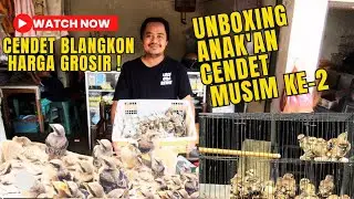 ANAK'AN CENDET BLANGKON HARGA GROSIR! #burung #kicaumania #viral #vlog #kicau #cendet #cendetmania