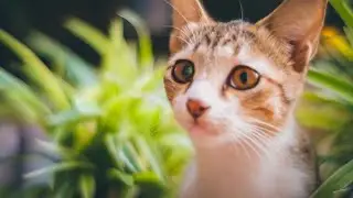 video test lensa 7artisans 35mm f1.2