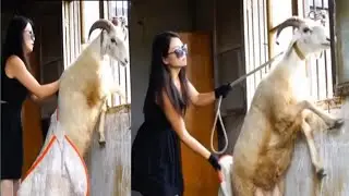 Lady Queen Sheep riding new video please subscribe my channel 