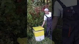 Позднии медоносы на посошок.
