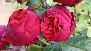 Конец октября, а розочки цветут!