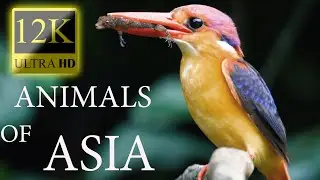 Animals Of Asia 12K HDR 60fps Dolby Vision - Animal Relaxation Film - Colorful Animals