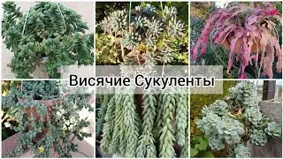 Мои Висячии Сукуленты! 