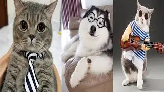 Cute pets and funny animals | Cats and Dogs 01
