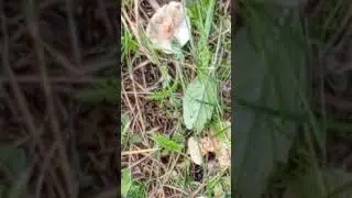 для лесных жителей 🐿️