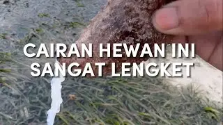 Hewan laut ini mengeluarkan cairan putih yang sangat lengket