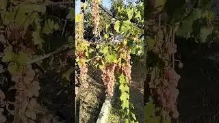 Vigne de l'espace.. SPACE grape