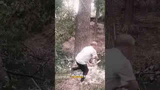 Amazing cutting large tree