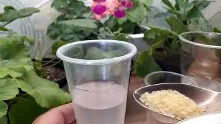 Это всем доступное,натуральное удобрение,любой цветок заставит цвести.