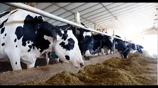 FACTORS TO MAXIMIZE MILK PRODUCTION ON YOUR FARM