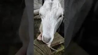 Коза перед дойкой🐐 #коза#козочки#сельскоехозяйство#животноводство#козоводство#рек#топ