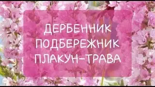 ДЕРБЕННИК в саду/ Красиво и без проблем!