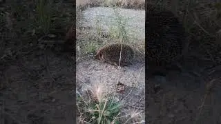 Дикая природа ежик