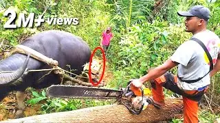 Chainsaw Carabao tandem in rough terrain||woodworking//Totordz Tv