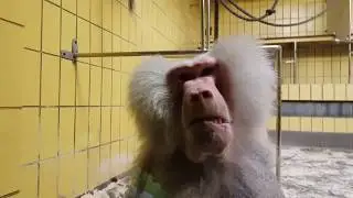 Украинцы во Франкфурте.Самый Крутой Зоопарк часть 2/Germany. Frankfurt.Frankfurt Zoo
