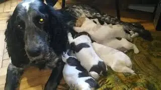 щенки русского спаниеля часть 1 первые два месяца