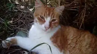 Кот