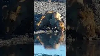 Two Thirsty Lions