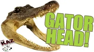Alligator Head Oddity