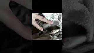 Kitten tickles