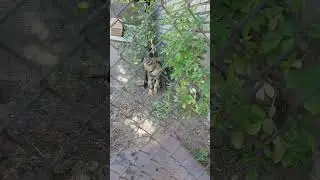 я афчарка