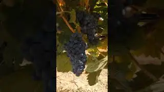 #абрау_дюрсо #тракторист #работа #кудапоехать #урожай #уборка #виноград