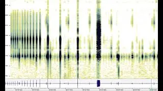 Underwater Pond Sounds at the Hudson Valley Nature Center