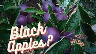 Planting an Arkansas Black Apple Tree!