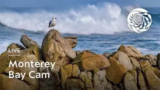 Live Monterey Bay Cam | Monterey Bay Aquarium