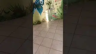 Выставка бабочек в Гродно. Морфо Пелеи резвятся 🦋🦋🦋❤️