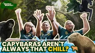 Mandai Monthly - Capybaras aren't always that chill?